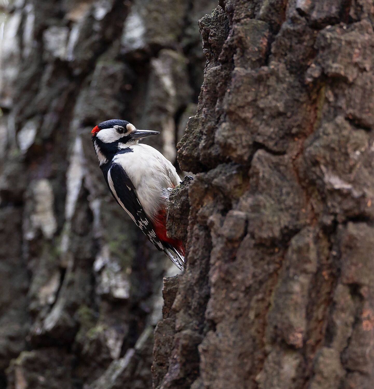 дятел, красавчик, пёстрый, весна, природа, bird,pecker, spring, nature, Стукалова Юлия