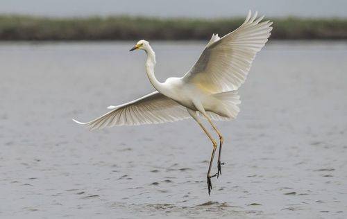 Большая белая цапля