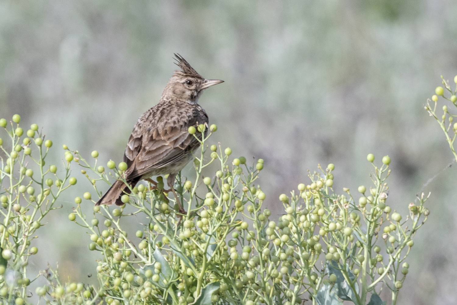 крым, заповедник &laquo;лебяжьи острова&raquo;, птицы, хохлатый жаворонок, Савчук Сергей