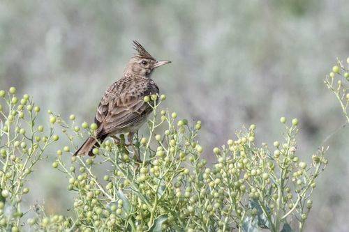 Хохлатый жаворонок