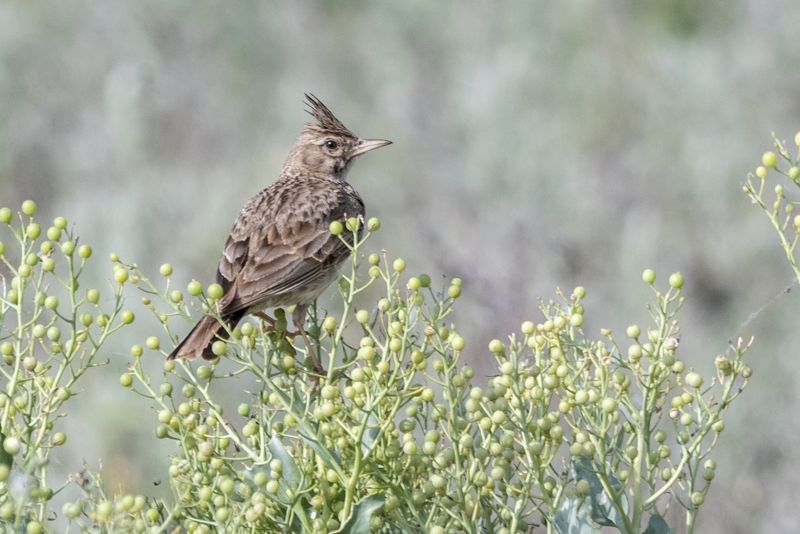 крым, заповедник «лебяжьи острова», птицы, хохлатый жаворонок Хохлатый жаворонок фото превью