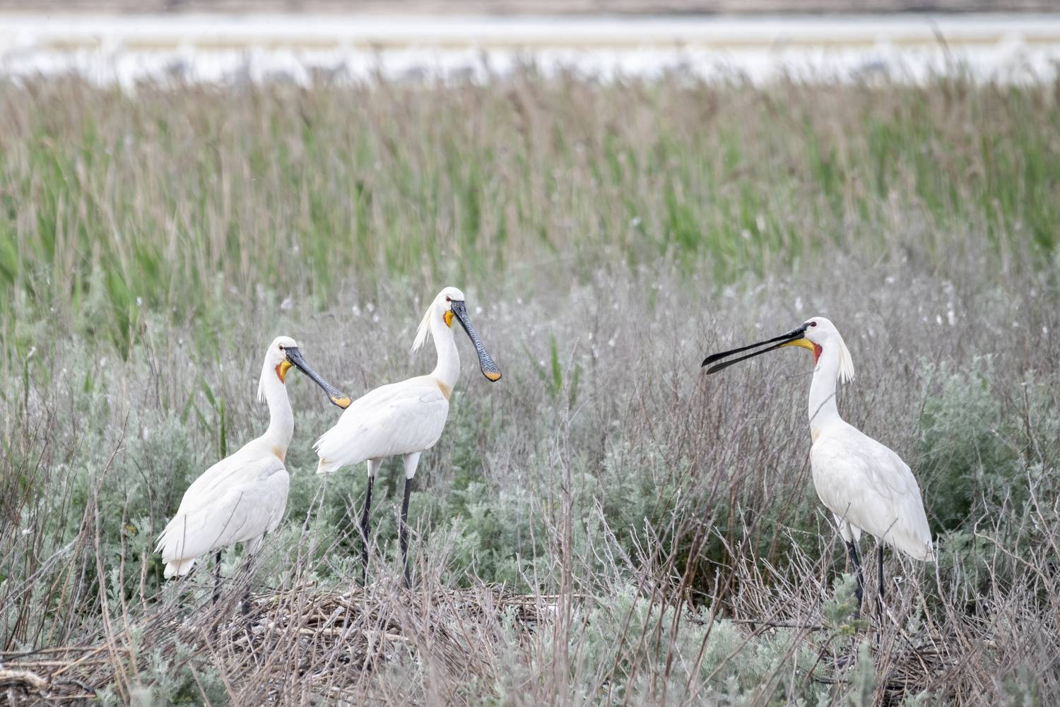 крым, заповедник &laquo;лебяжьи острова&raquo;, птицы, колпицы, Савчук Сергей