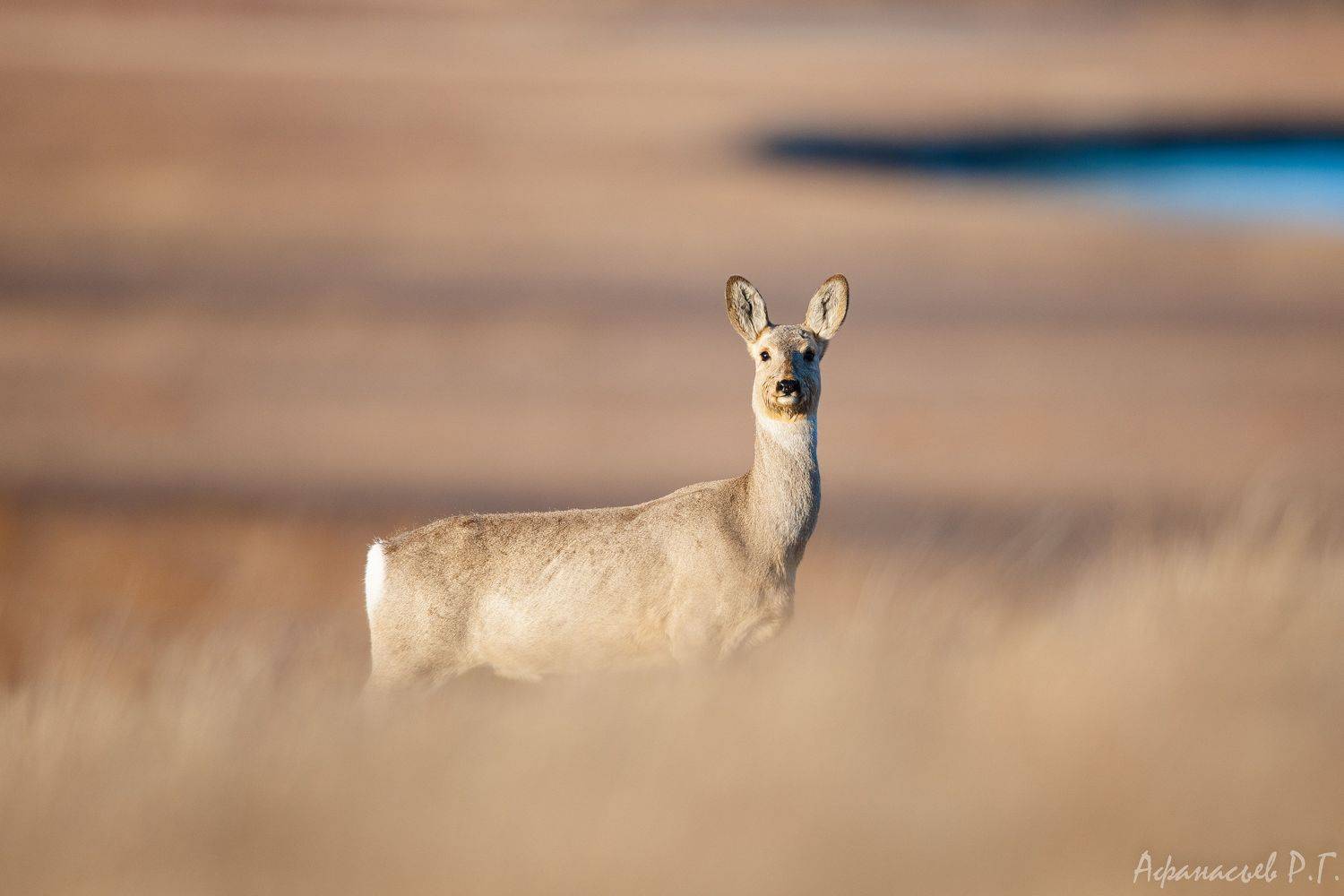косуля, хакасия, Afanasev Roman