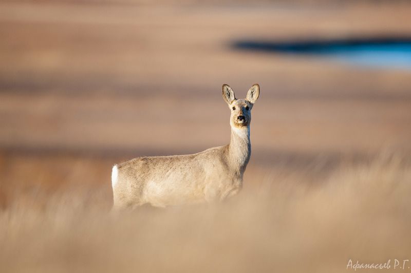 косуля, хакасия Косуля вечерняя фото превью