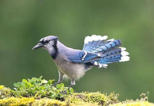 Blue Jay - Голубая сойка