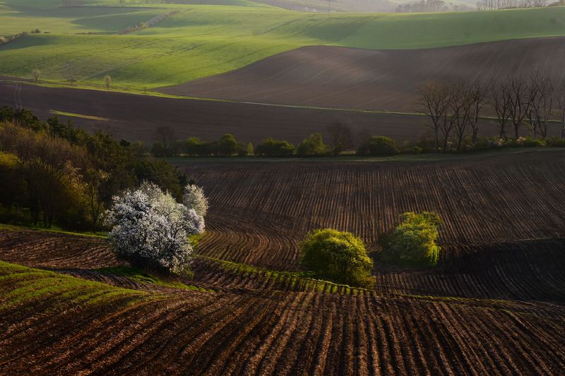 봄 фото превью