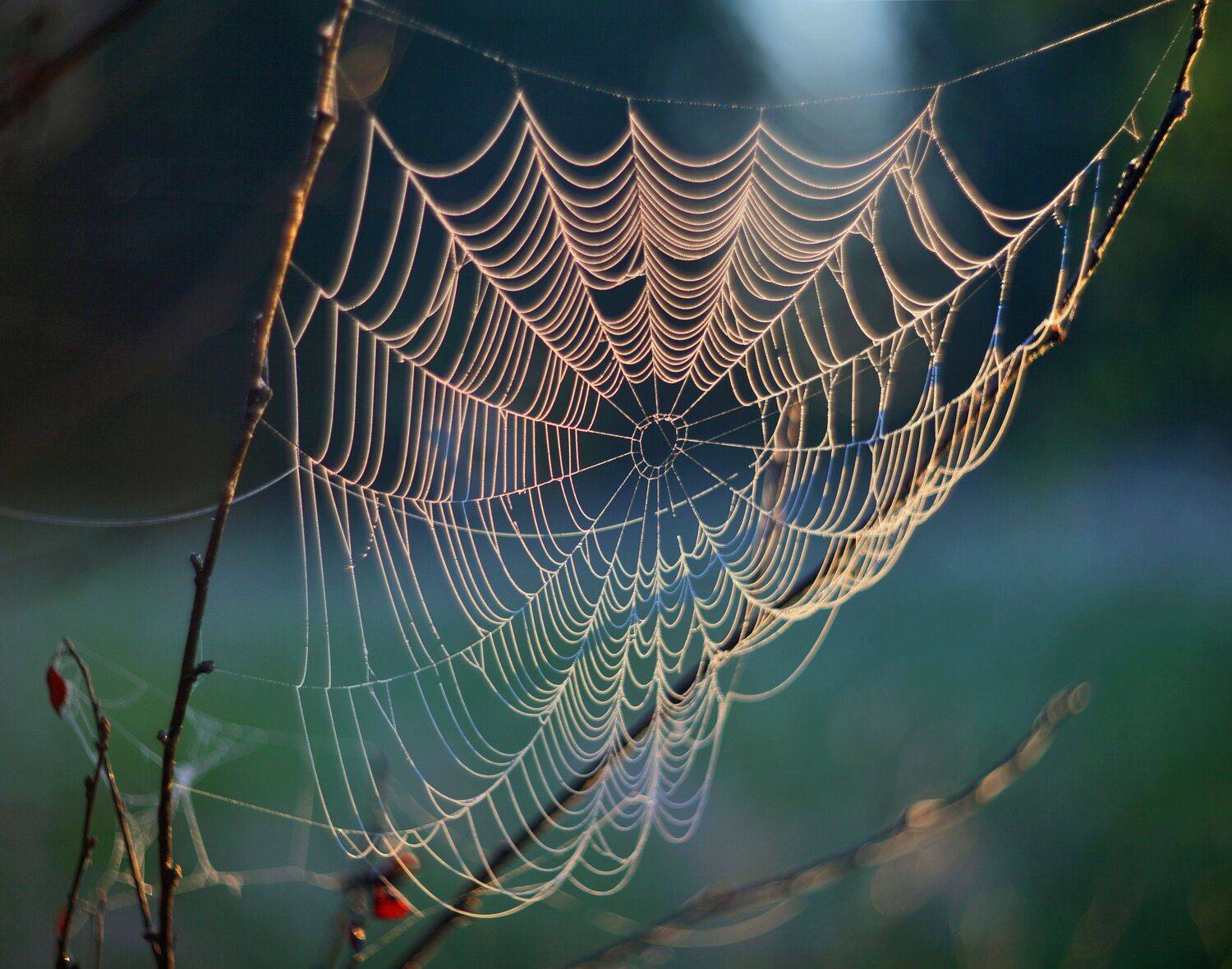утро , паутинка, Александр Свистков