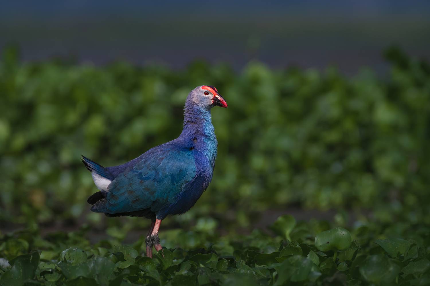 #birdphotography	 #birdsofinstagram	 #wildlifephotography	 #birds	 #naturephotography	 #bird	 #nature	 #wildlife	 #photography	 #birdwatching	 #natgeo	 #photooftheday	 #nikon	 #birding	 #naturelovers	 #canon	 #animals	 #birdlovers	 #travel	 #love	 #bestbi, Diganta Roy