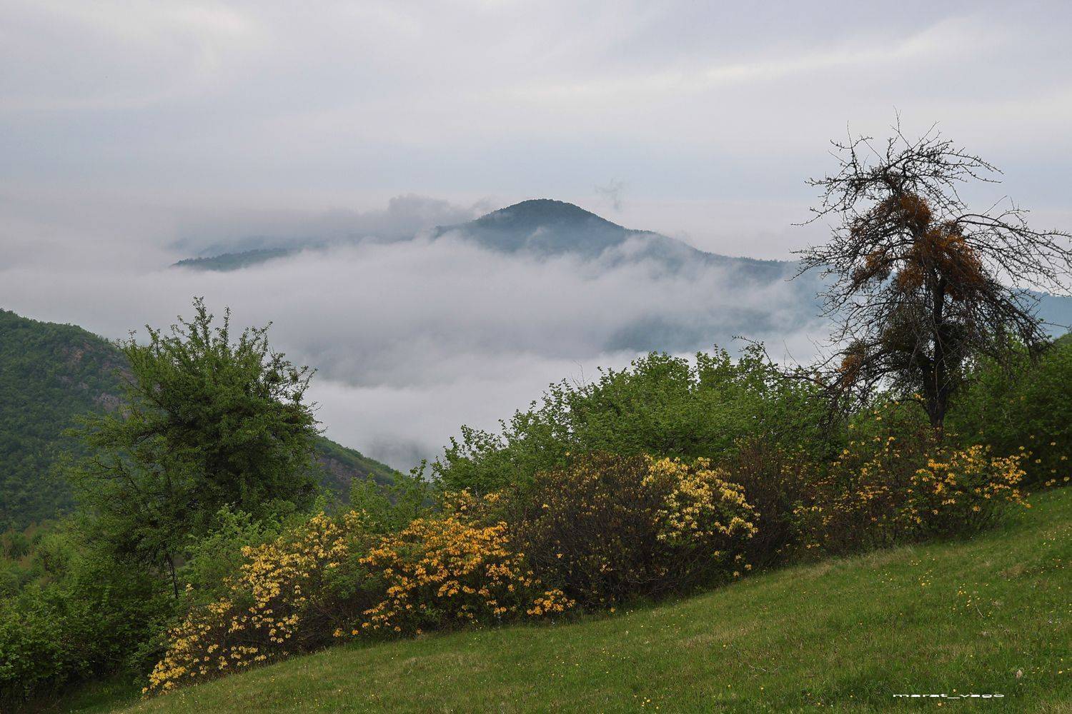 горы,весна,туман,цветы,дагестан,, Magov Marat