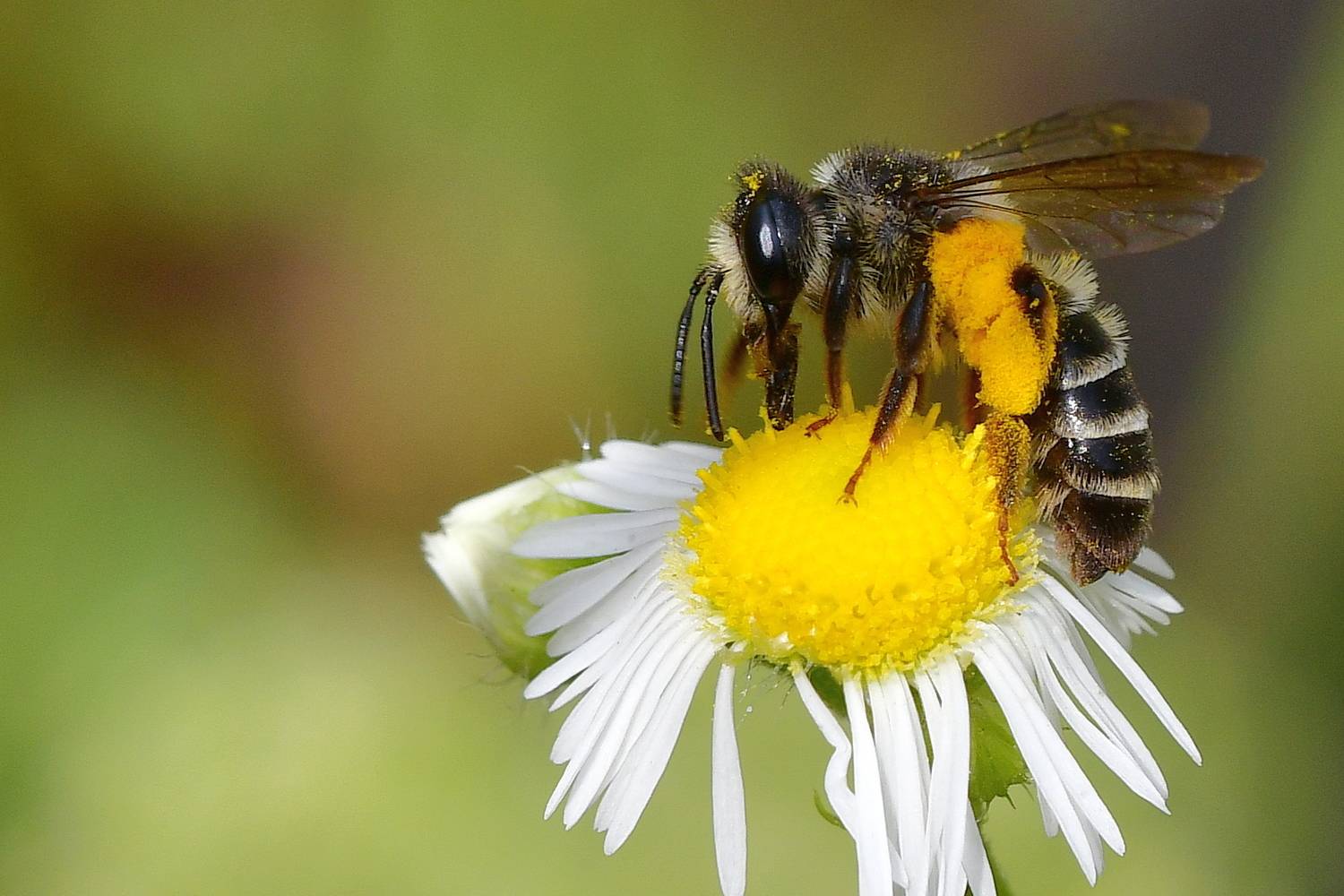 , Корнейчук Игорь