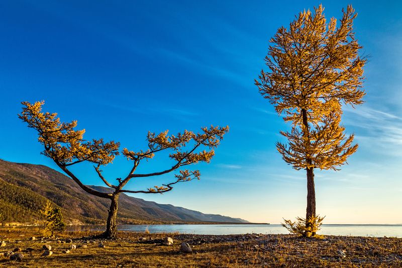 байкал, малое море, лиственница, осень Мы такие разные, но всё-таки мы вместе! фото превью