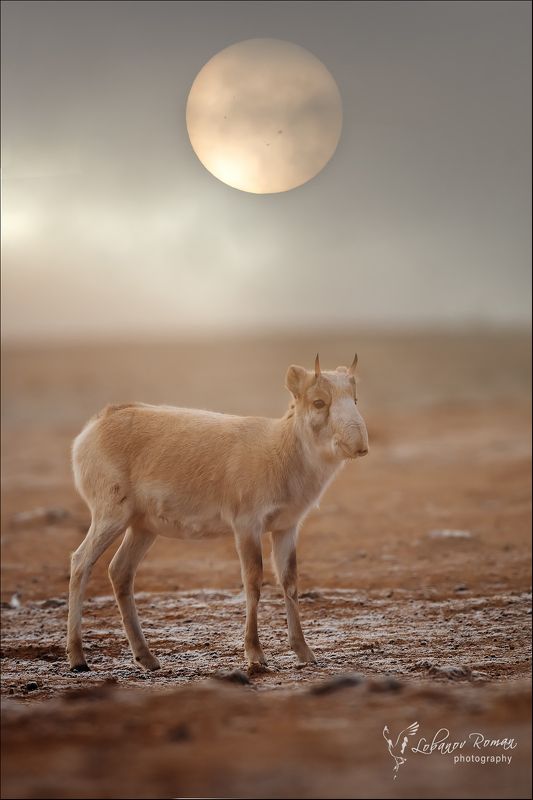 сайгак., заказник  фото превью