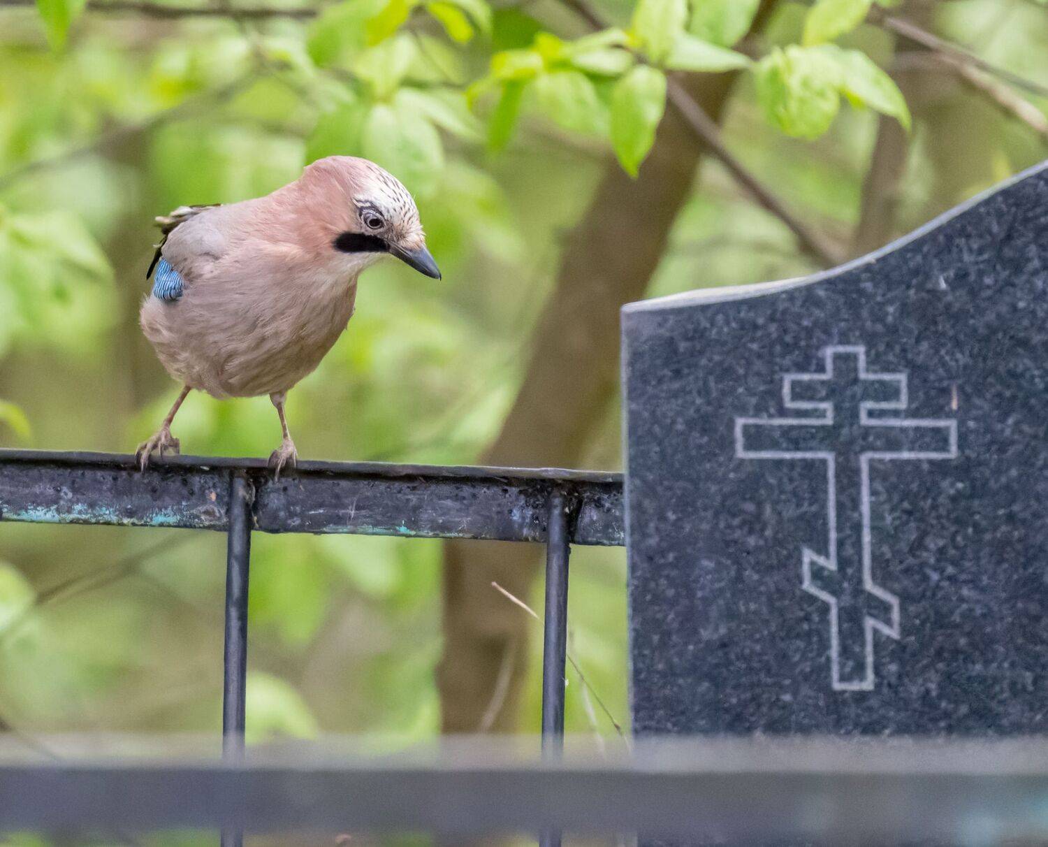 , Дэм Константин