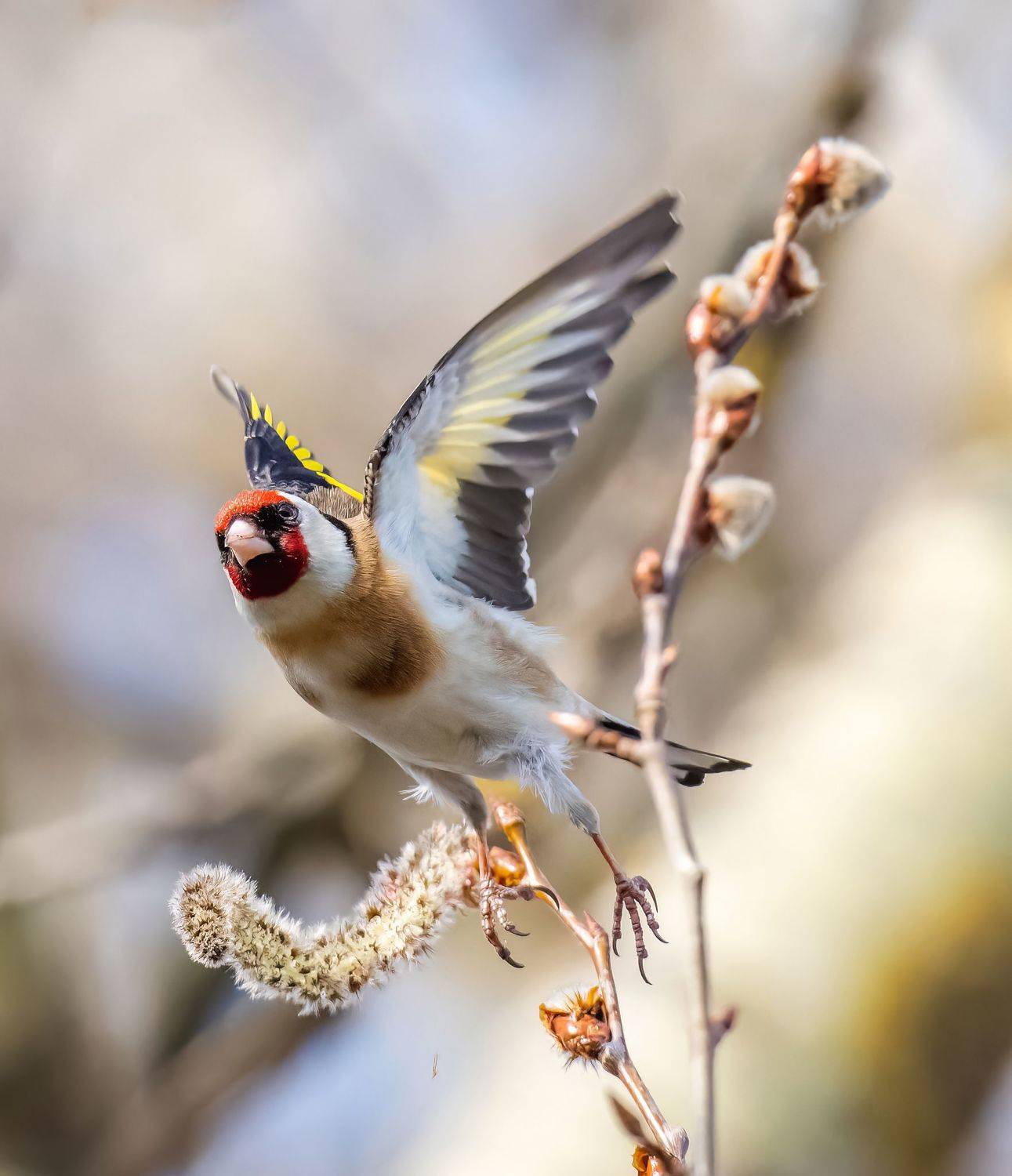 , Дэм Константин