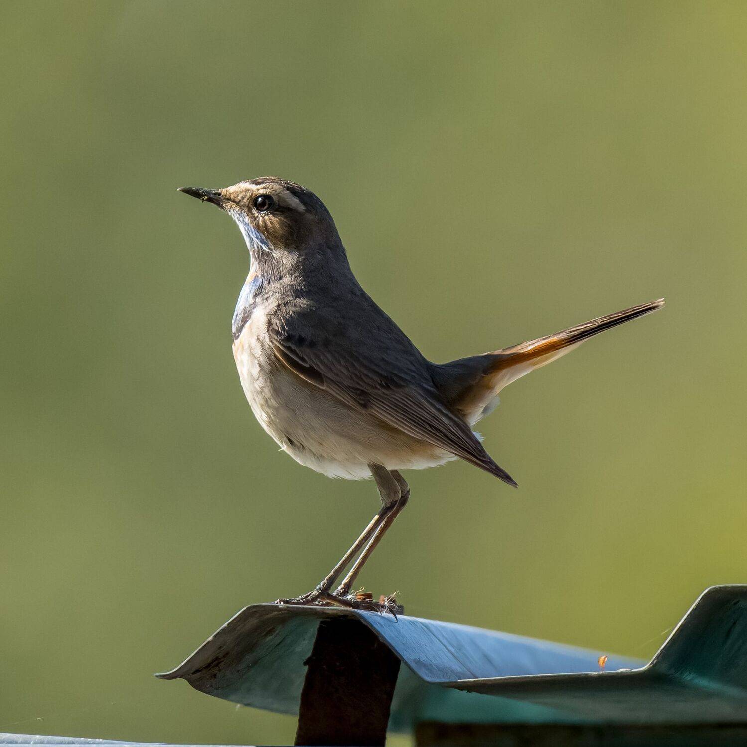 , Дэм Константин