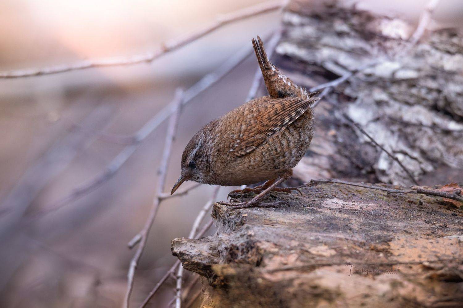 природа, лес, поля, огороды, животные, птицы, макро, Посевич Дмитрий