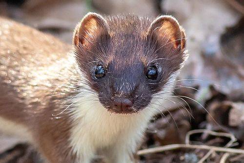 Весенний горностай