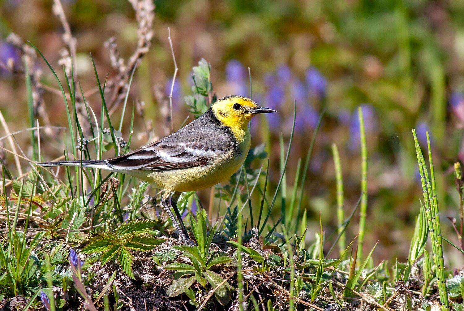 птицы, трясогузки, обитатели лугов, жёлтоголовая трясогузка, motacilla citreola, Широких Александр