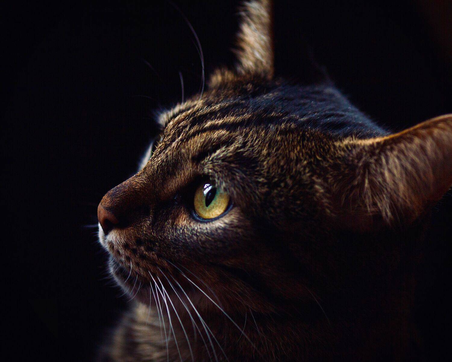 , Сергей Фаренюк