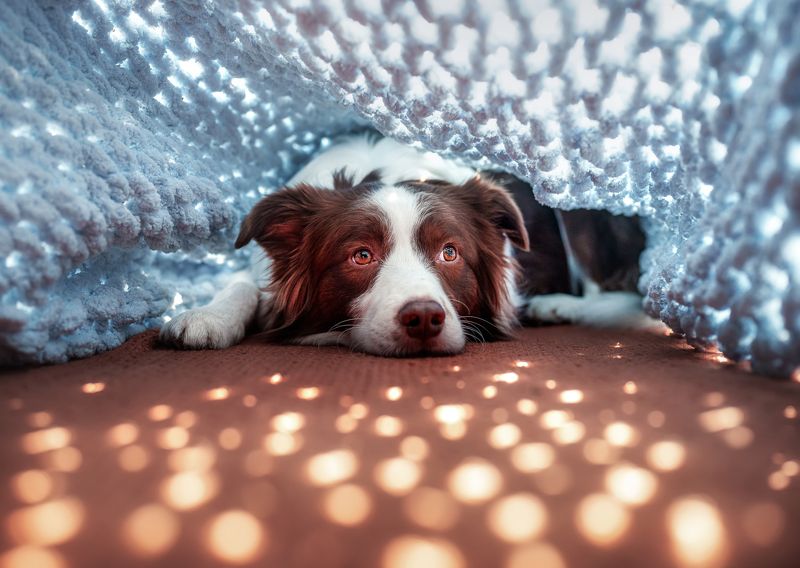 狗 动物 宠物 look star фото превью