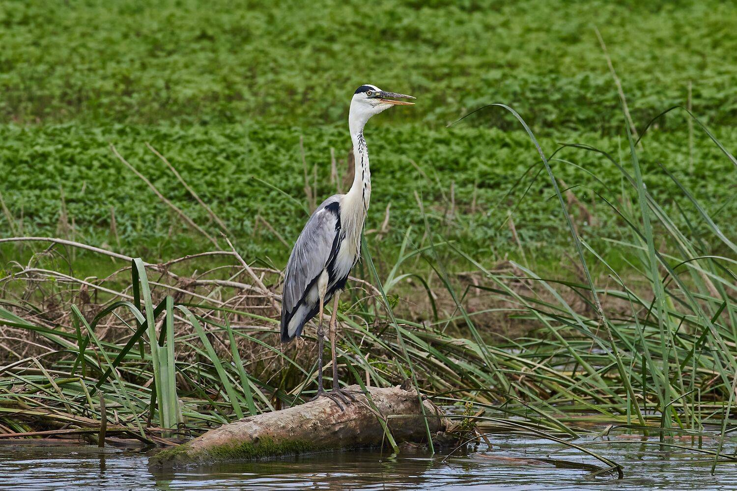 bird, birds, birdswatching, volgograd, russia, , Сторчилов Павел