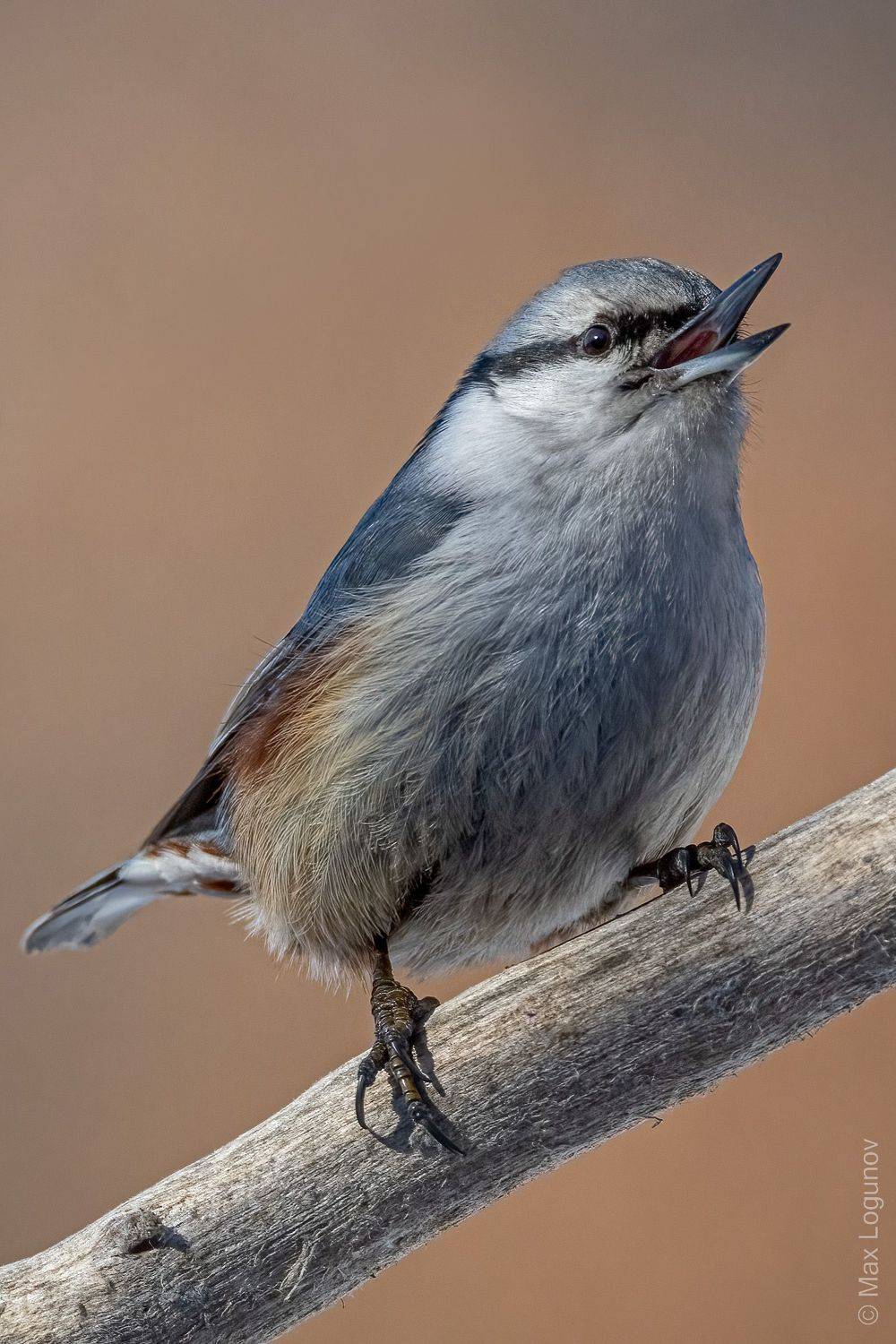 , Логунов Максим