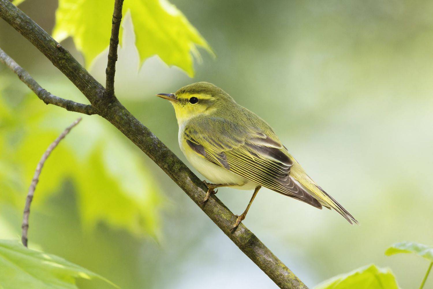 пеночка, пеночка-трещотка, птицы, фото птиц, Александр Шипиленко