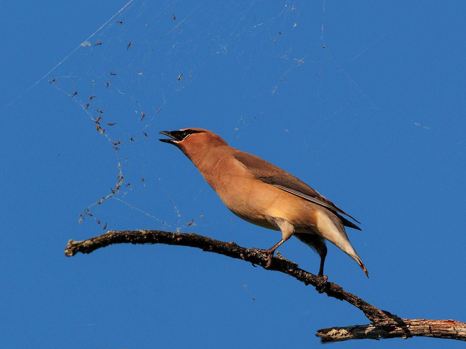 , Леонид Дьяченко