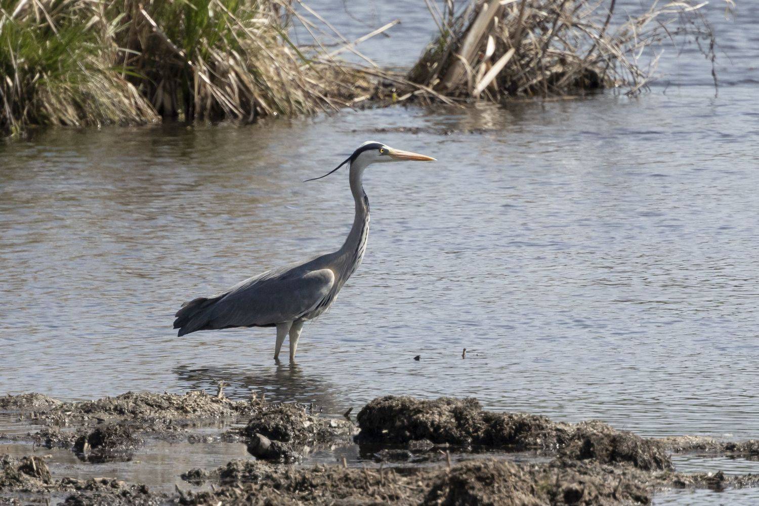 , Щепанов Дмитрий