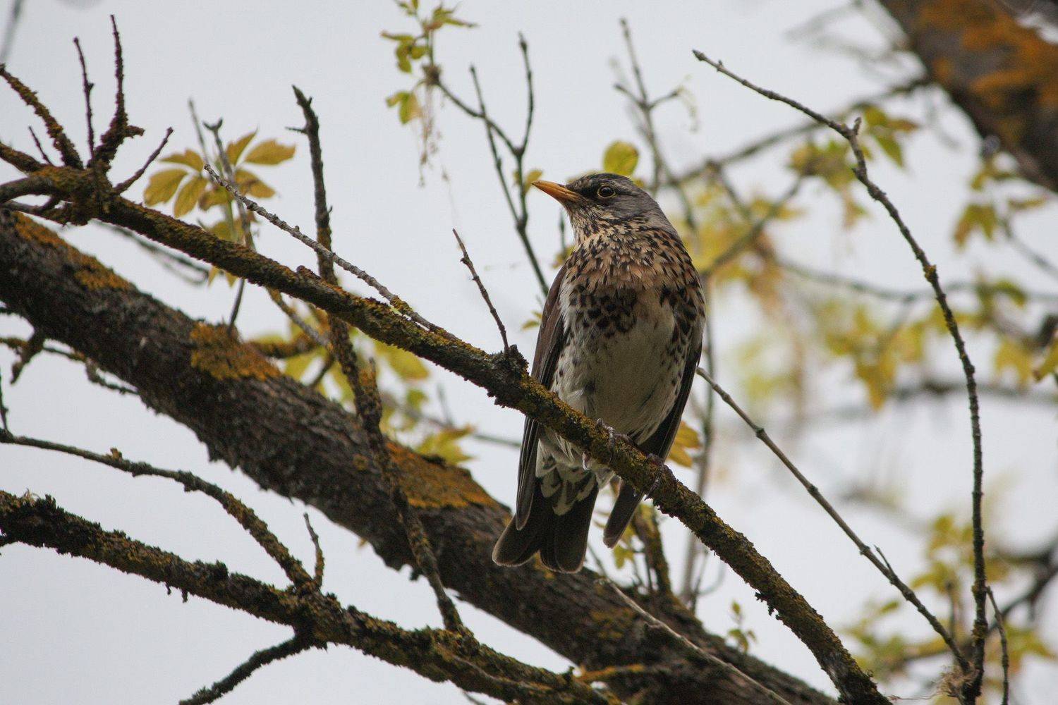 дрозд, КарОл