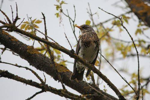 Рябиновый дрозд