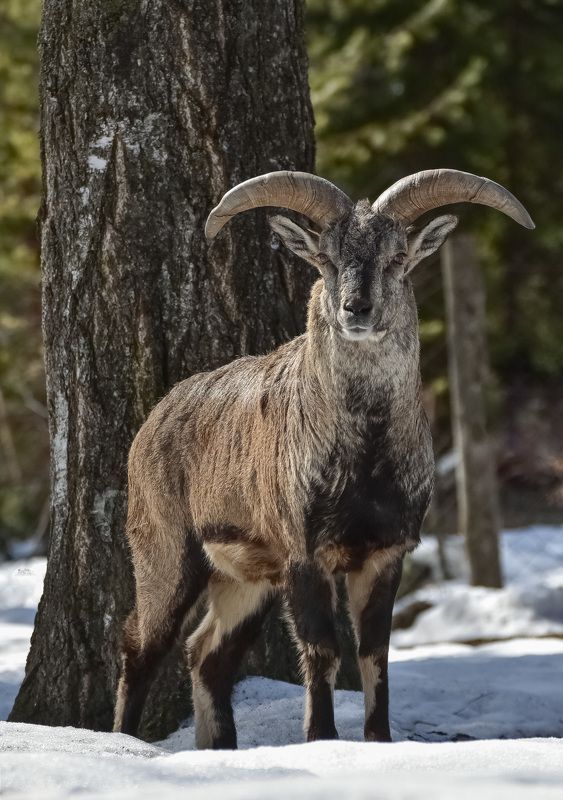 Алтайский горный баран фото превью