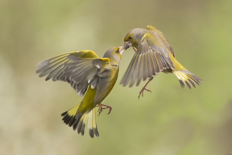 Обыкновенная зеленушка фото превью