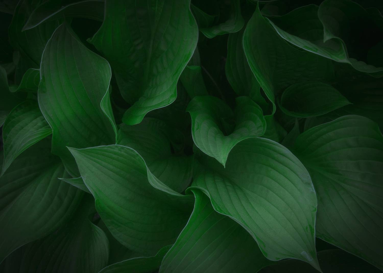 , Захаров Дмитрий