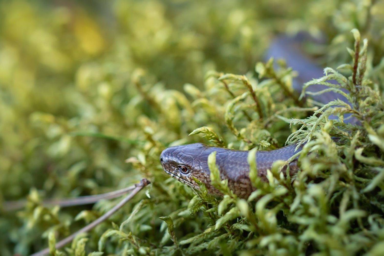 ящерица, рептилия, безногая ящерица, веретеница, медяница, макро, macro,lizard, Хилько Марина