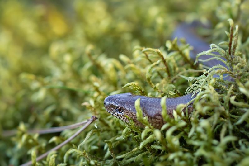 ящерица, рептилия, безногая ящерица, веретеница, медяница, макро, macro,lizard Солнечное утро фото превью
