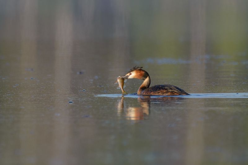 чомга, большая поганка Рыбачок фото превью