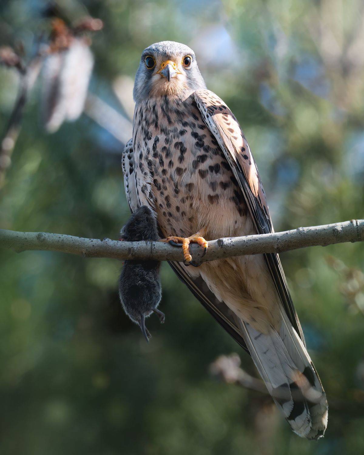 , Поляков Михаил