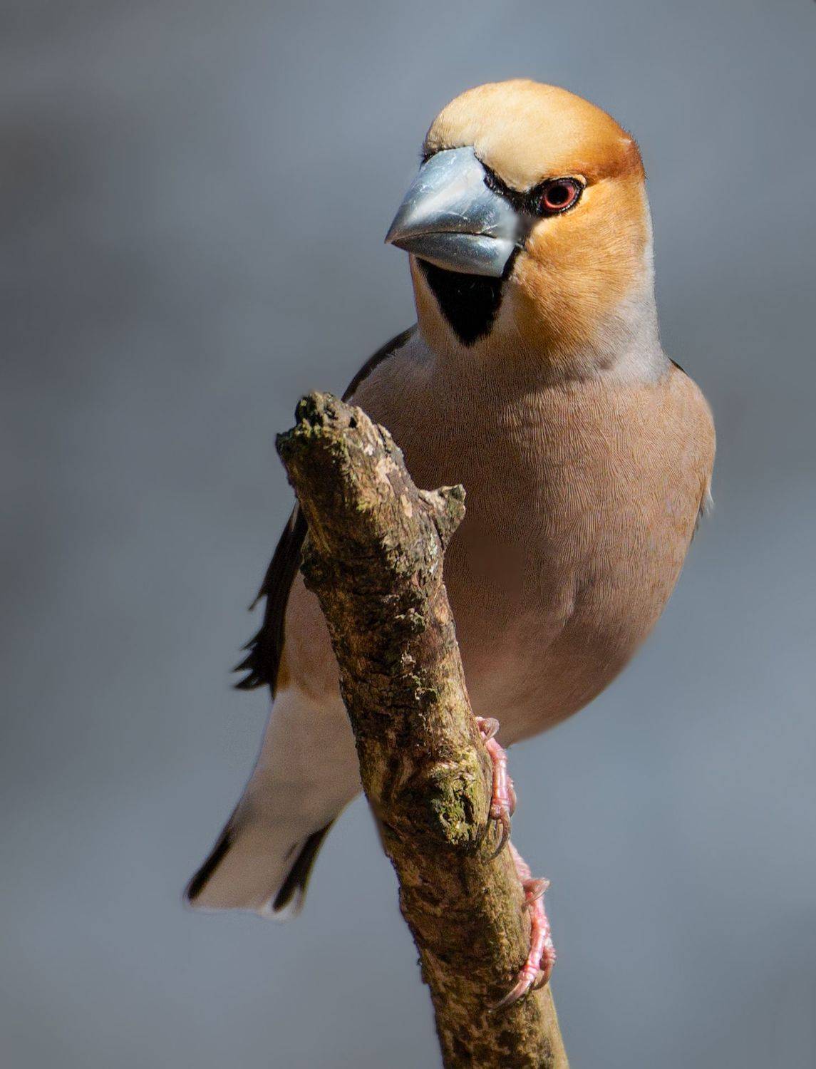 птицы России, птицы Москвы, фотоохота, наблюдение за птицами, птица, птицы, орнитология, nikon, birding, birdwatching, bird freak, Никон Александр