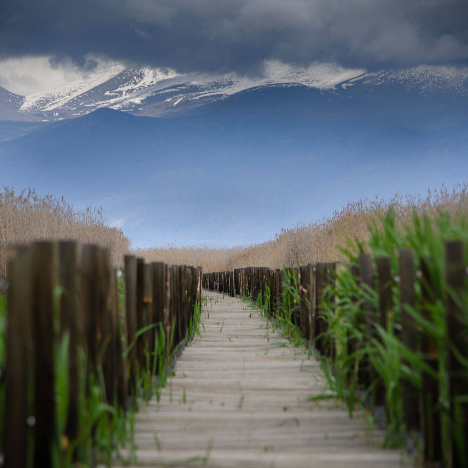 , Вайсберг Александр