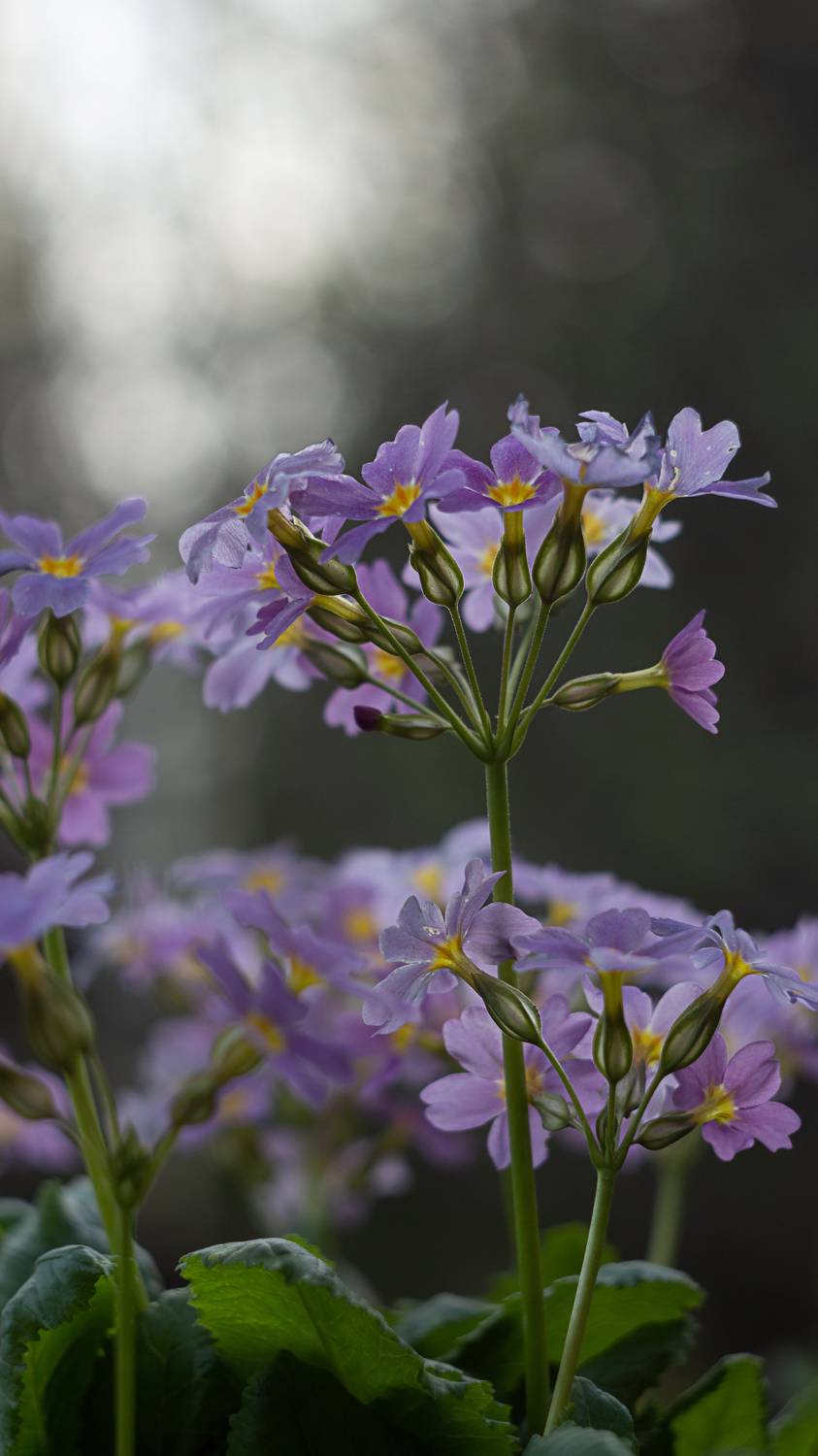 макро, цветы, весна, macro, boke, helios, flowers, spring, nature, Мария Обидина