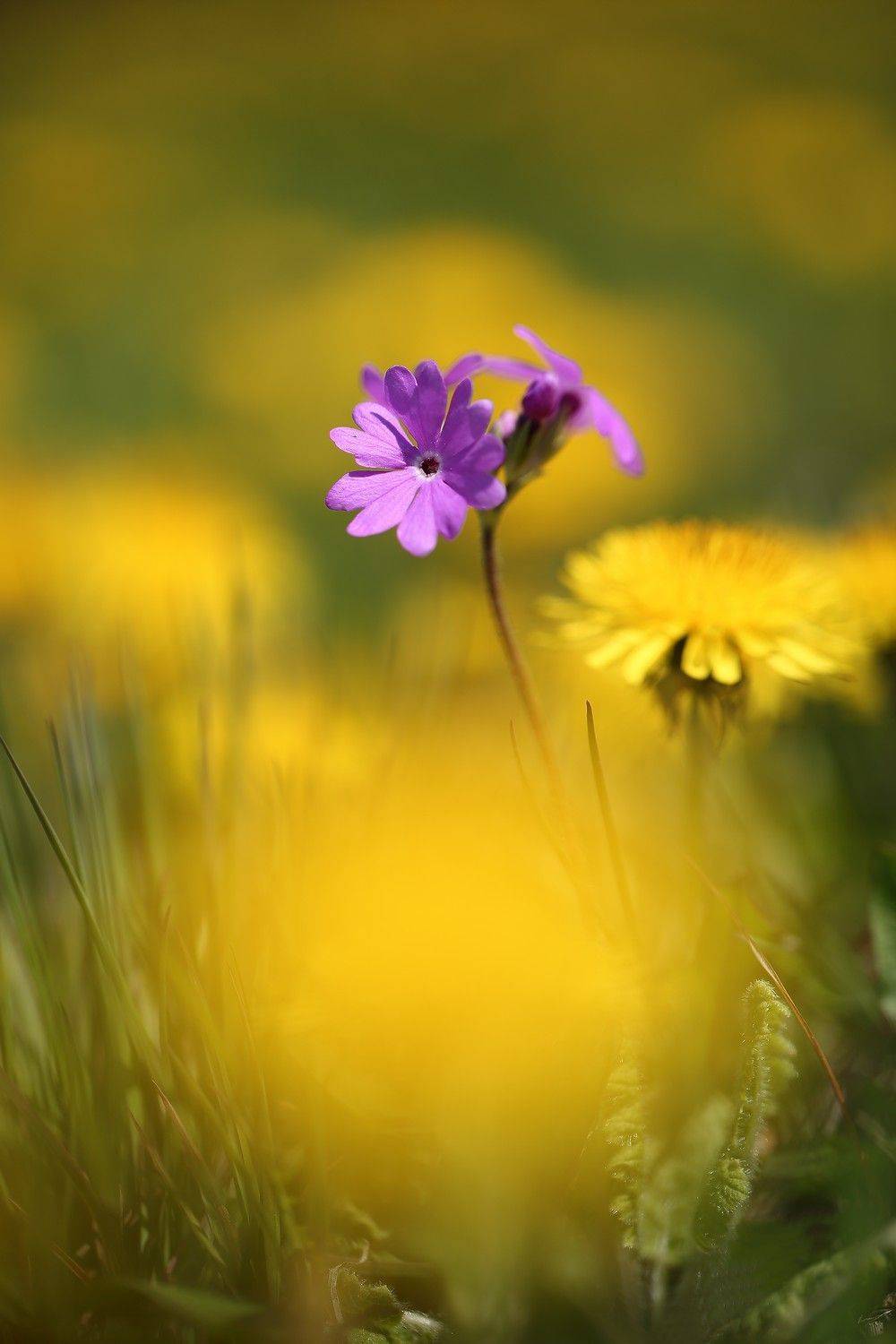 примула, одуванчик, май, цветение, Евгений Слободской