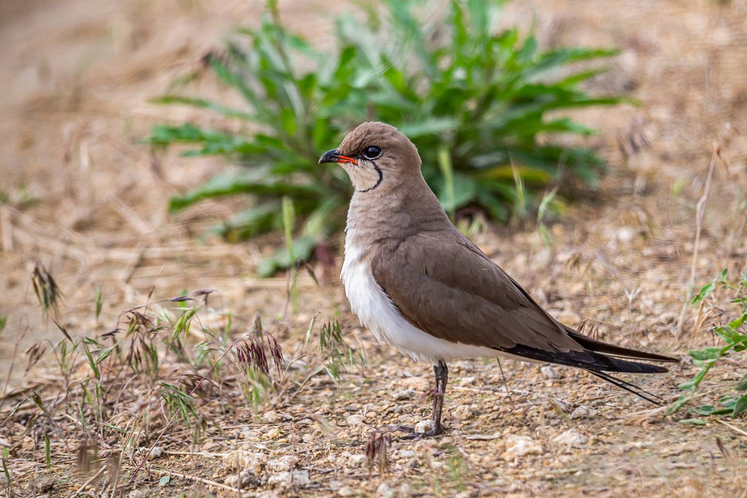 крым, заповедник &laquo;лебяжьи острова&raquo;, птицы, луговая тиркушка, Савчук Сергей