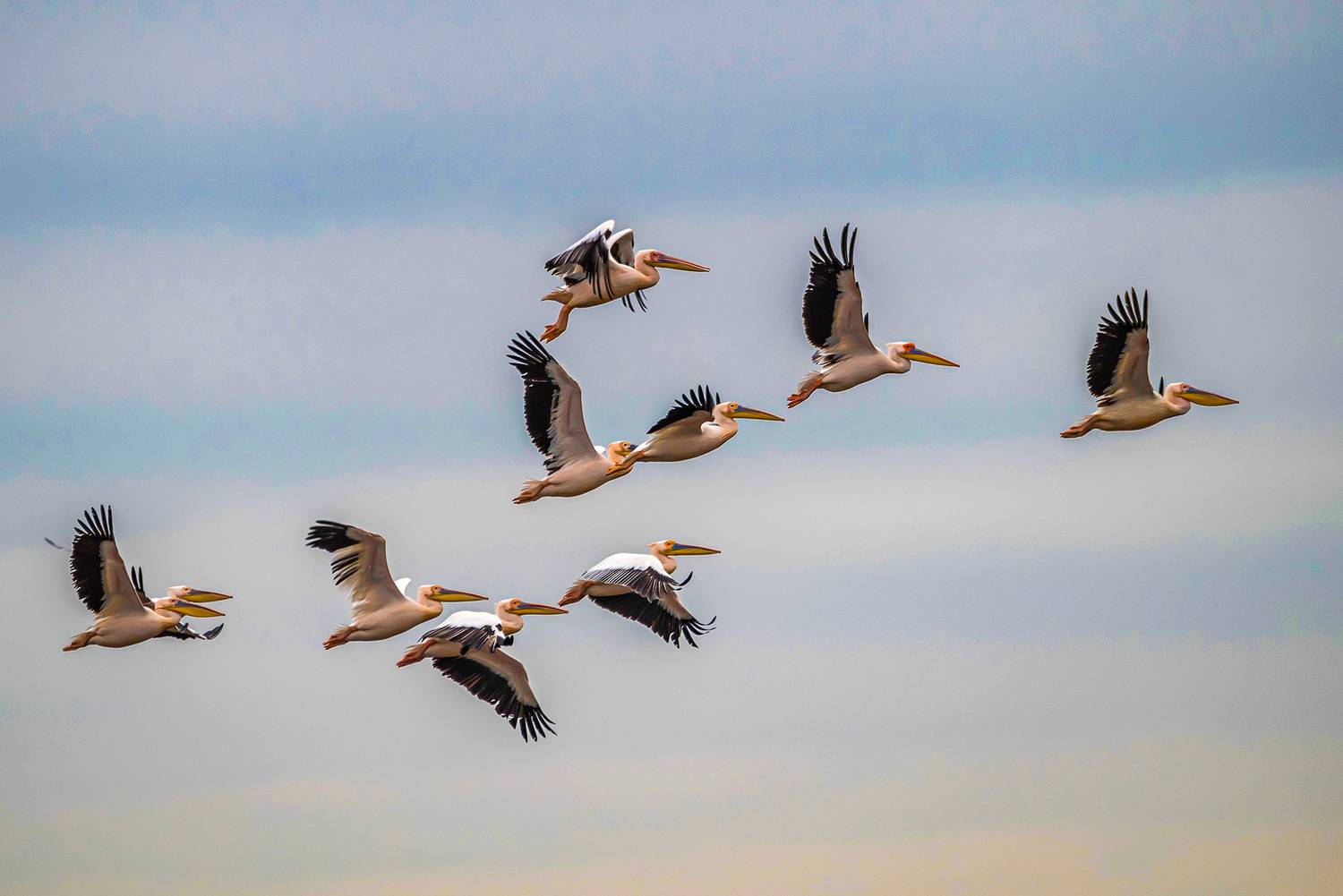 крым, заповедник &laquo;лебяжьи острова&raquo;, птицы, розовый пеликан, пеликан, Савчук Сергей