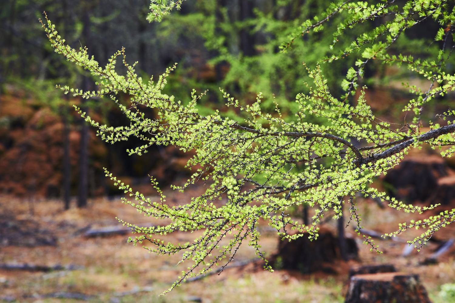 , Байбородин Михаил