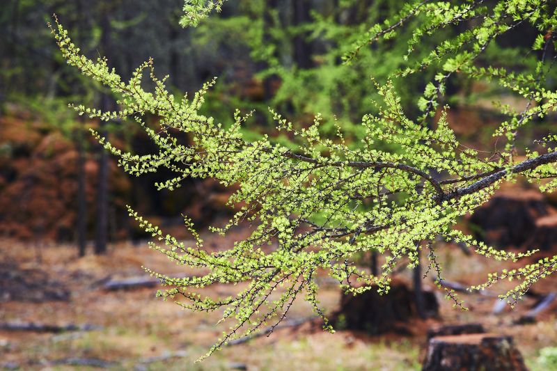Молодая лиственница фото превью