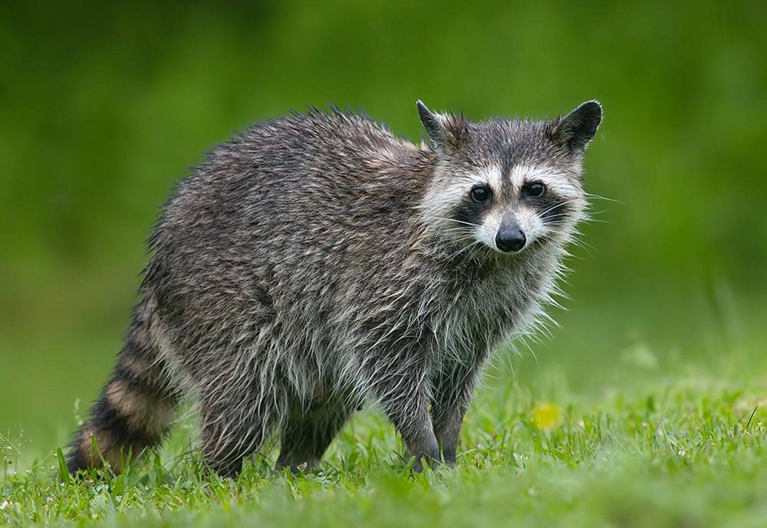 енот обыкновенный, енот-полоскун, raccoon, енот, дикие животные, животные, animals, Etkind Elizabeth