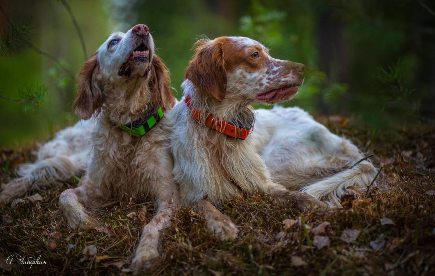 английский_сеттер, портрет, охота, Александр Чибиркин