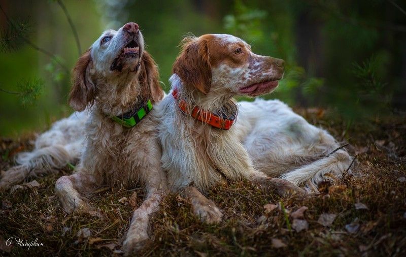 английский_сеттер, портрет, охота Моя команда. Портрет на прогулке. фото превью