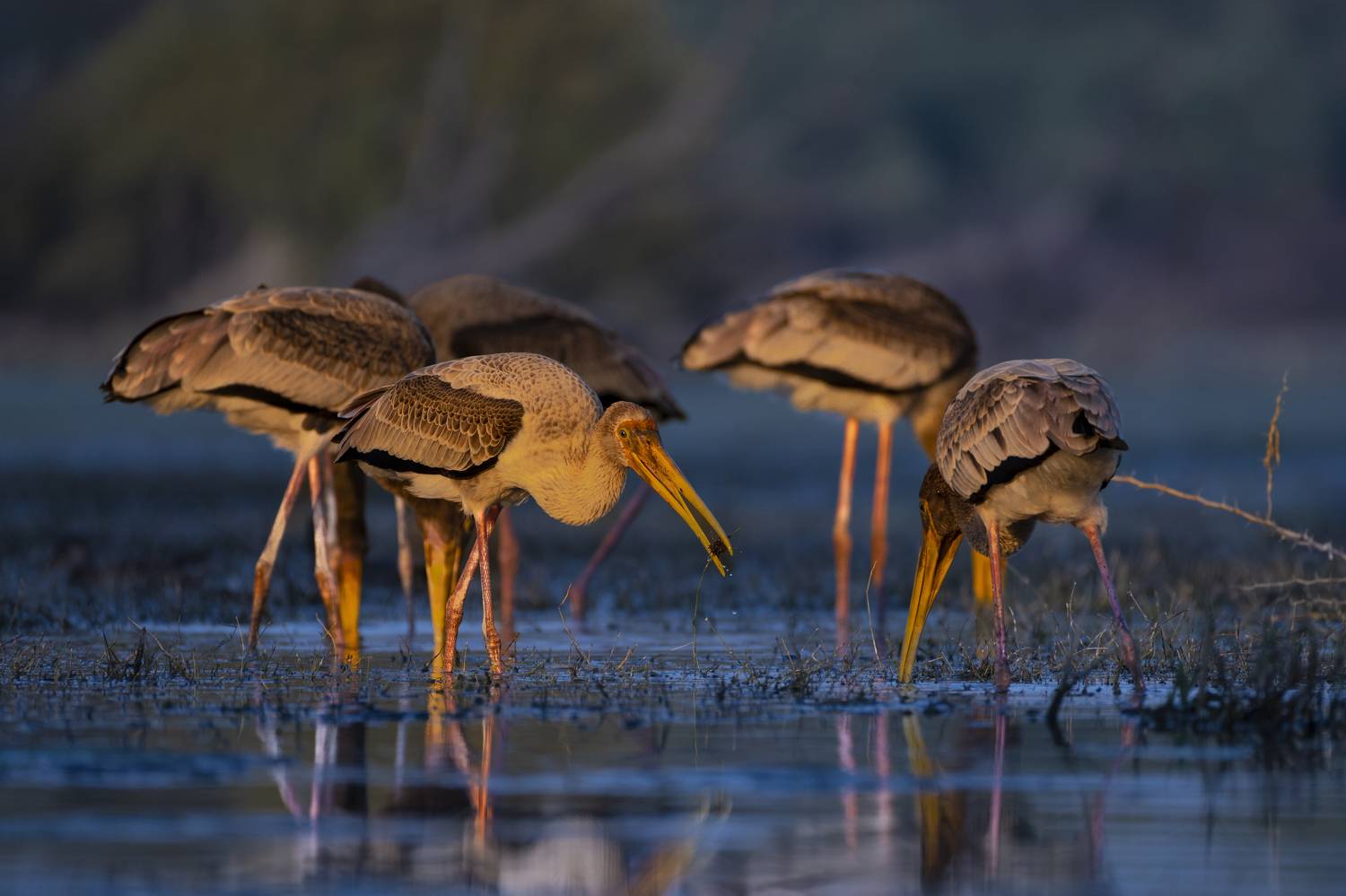#birdphotography	 #birdsofinstagram	 #wildlifephotography	 #birds	 #naturephotography	 #bird	 #nature	 #wildlife	 #photography	 #birdwatching	 #natgeo	 #photooftheday	 #nikon	 #birding	 #naturelovers	 #canon	 #animals	 #birdlovers	 #travel	 #love	 #bestbi, Diganta Roy